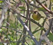 Common Yellow throat